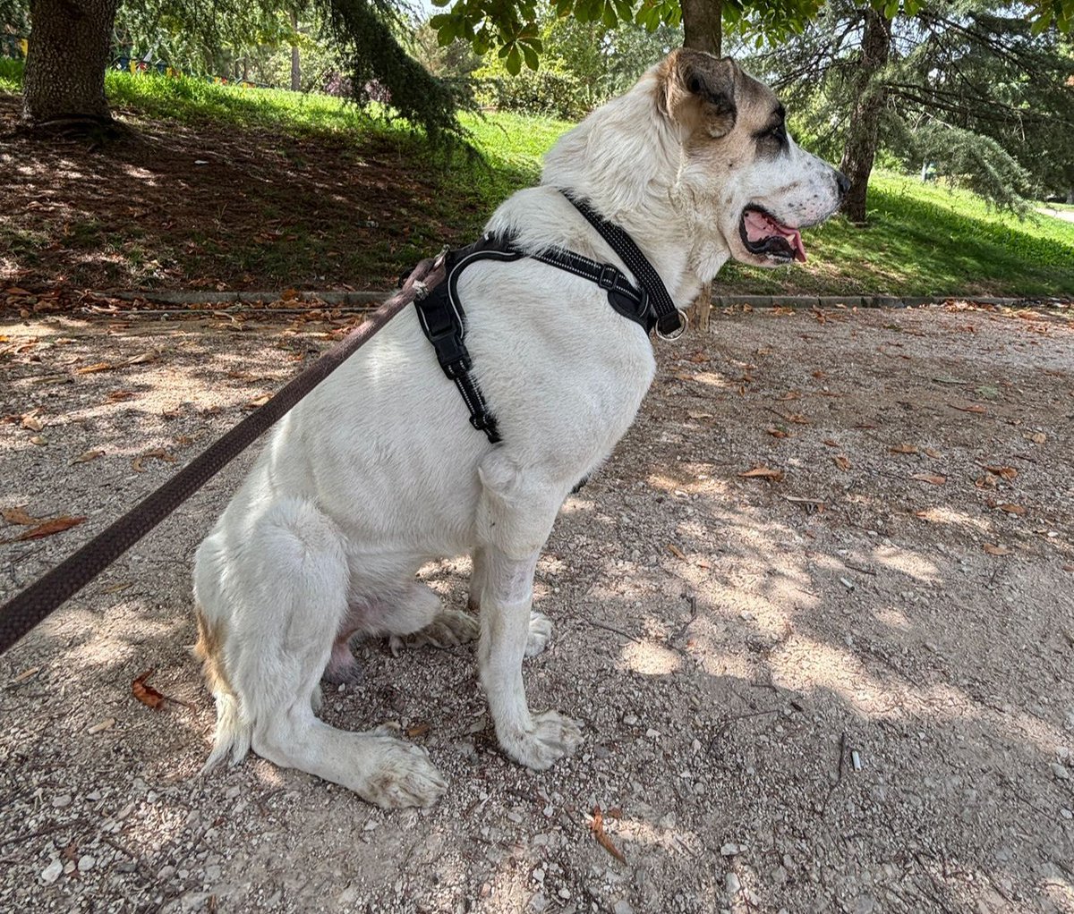 #madrid
NECESITA  #AdopcionResponsable
Nos devuelven a CLARINETE por divorcio 
Es buenisimo,un trozito de pan! 
Tiene 3 años y pesa 38 kg 
Sociable con niños y 🐶
Se entrega chipado,vacunado,desparasitado y esterilizado 
CONTACTO 📩facenuevavida@gmail.com
 #adopta #adoptame