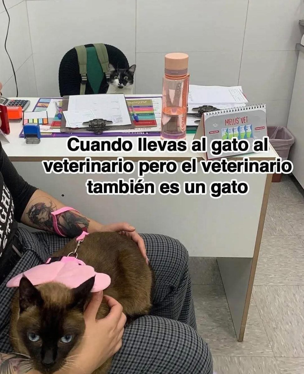 Dilo con gatitoz (@dilocongatitoz) on Twitter photo 