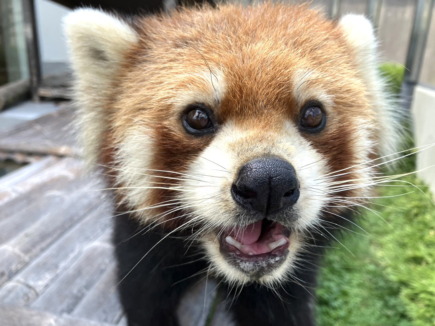 周南市徳山動物園　レッサーパンダ　キーホルダー　山口県　刺繍　zoo　ルールー 周南市徳山動物園レッサーパンダキーホルダー山口県刺繍zooルールー