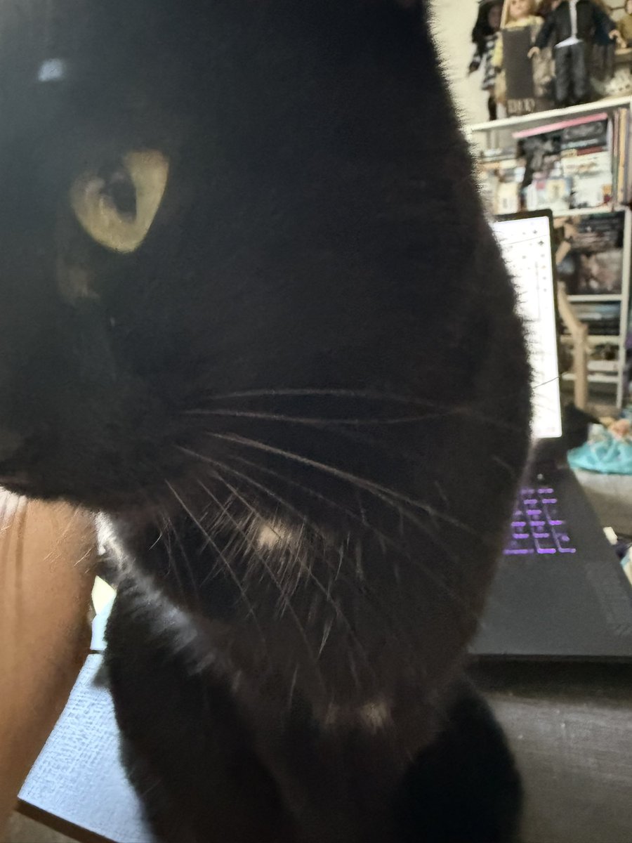 wednesday 🐈‍⬛🇵🇸🖤 tweet media