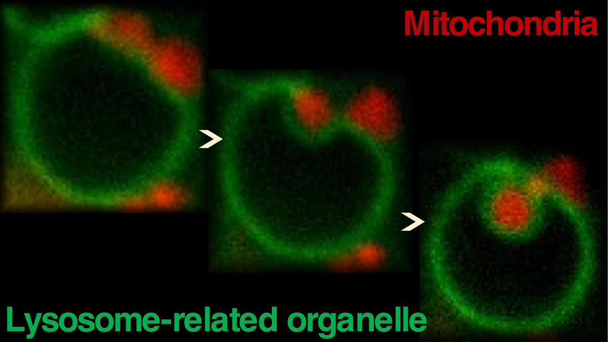 takenoda's tweet photo. Excited to share our new paper in Nature Communications: Evidence that Mitochondria in macrophages are destroyed by microautophagy 👉 https://t.co/anHZxTy2Sb https://t.co/qHW0W8DvzI