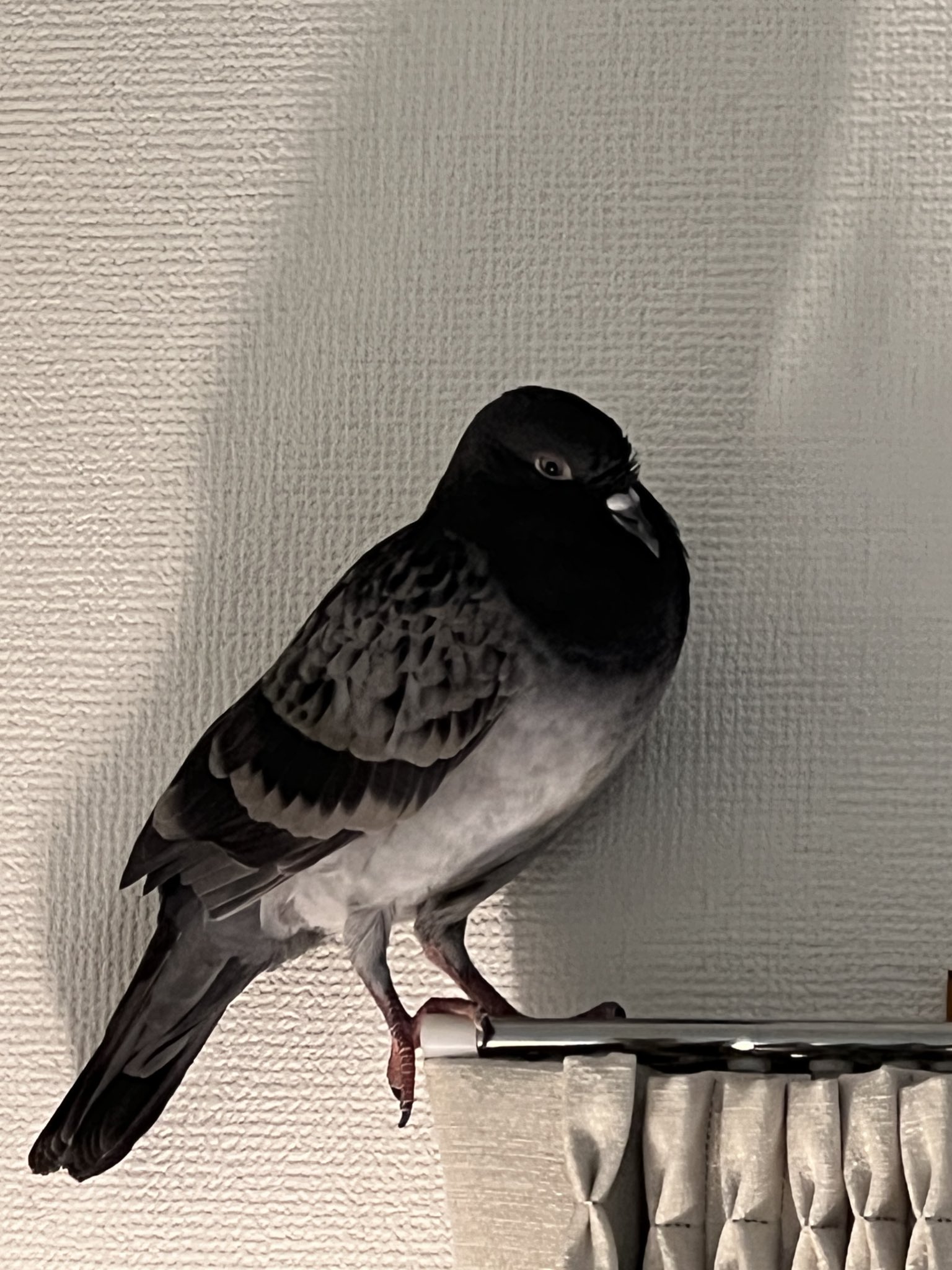 鳩ぽっぽ様。専用 豊島屋 鳩ぽっぽ - メルカリ