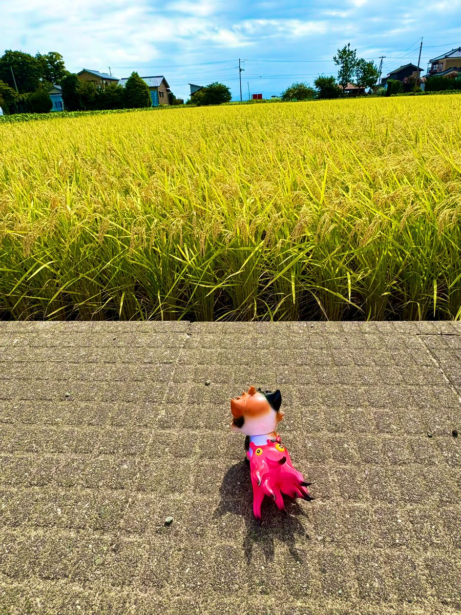 te2kame's tweet photo. 稲刈りのシーズンになりました
#あっガチョ
#GACHO
#にゃんにゃんセンサー
#稲刈り https://t.co/VnuBYXwkcZ