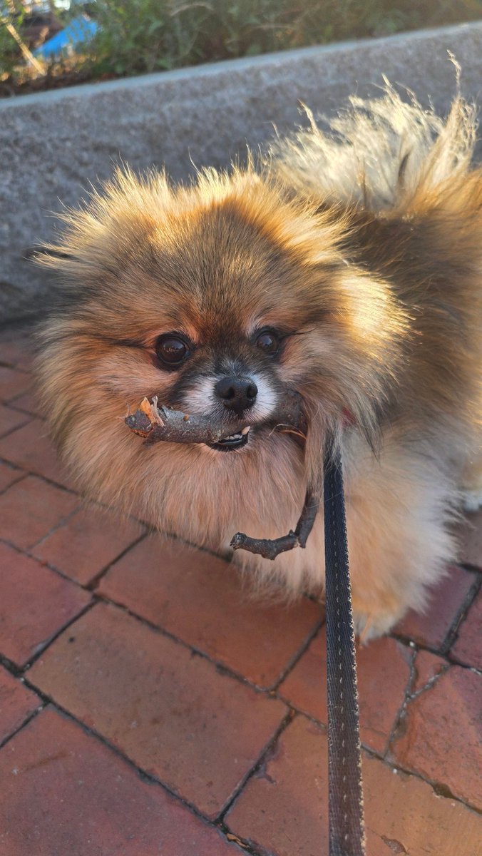 She's got a stick to bring home...or so she thinks...