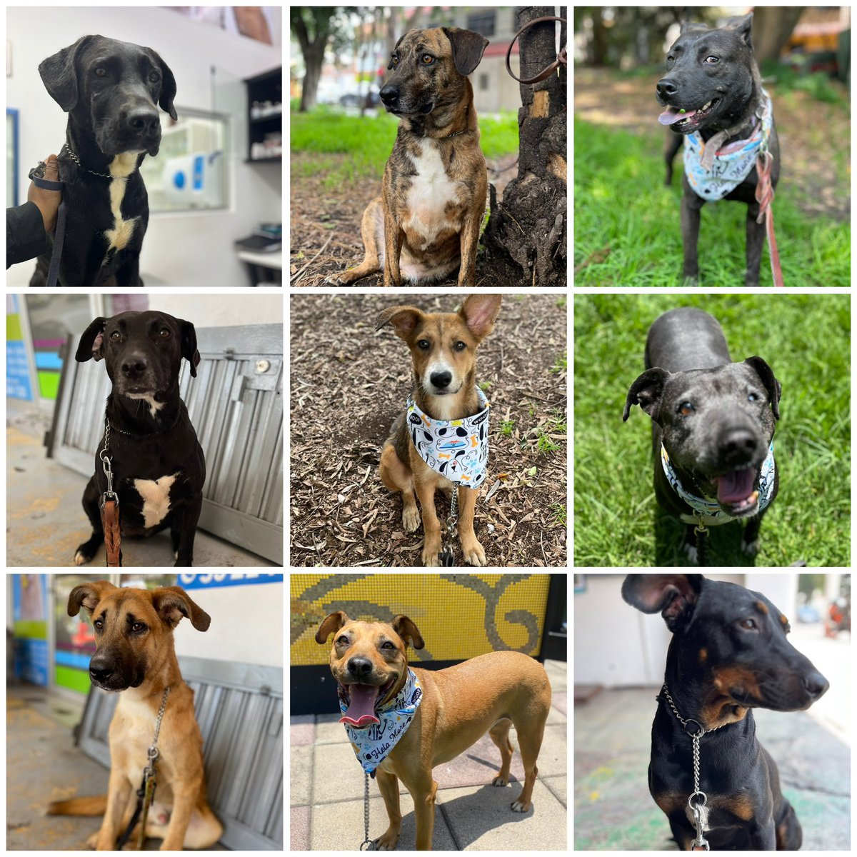 Les presentamos a los invisibles…
Algunos de nuestros perritos rescatados que por más que nos esforzamos nadie los toma en cuenta para adoptarlos.💔
Algunos llevan meses y otros años esperando que llegue su familia.

Dakota               Panchita         Sofi 
Nabi