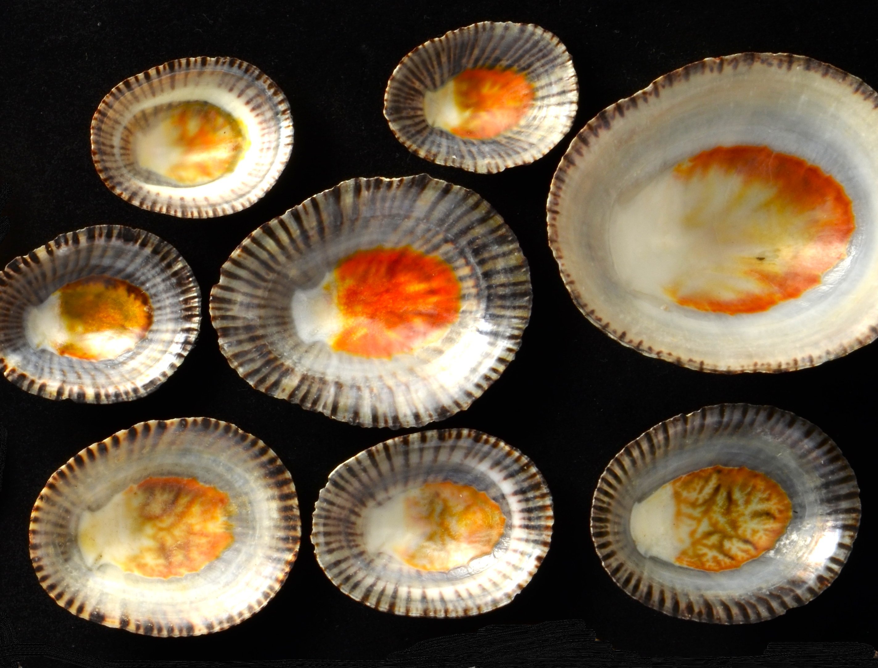 Turbjoke Museum (@turbjoke) / X