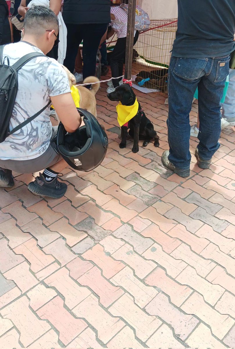 🆘️ me adoptas? Estoy triste 😥 nadie pregunto por mi!