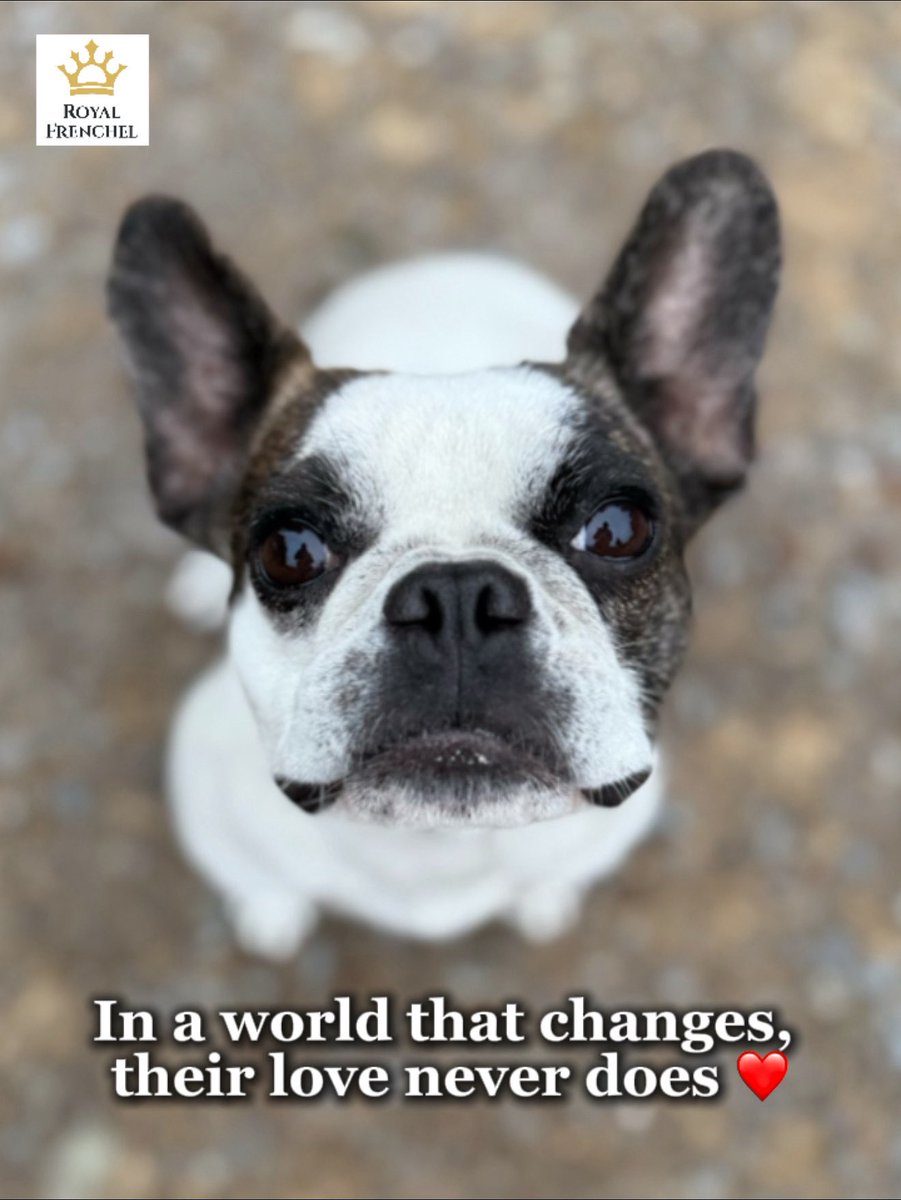 Some things change. Jobs, seasons, even the years we live through. But the love of a dog? That’s the constant that keeps us whole. 🐾❤️ Learn more about Royal Frenchel Frenchies at royalfrenchel.com #dog #love #pets #frenchbulldog #dogs