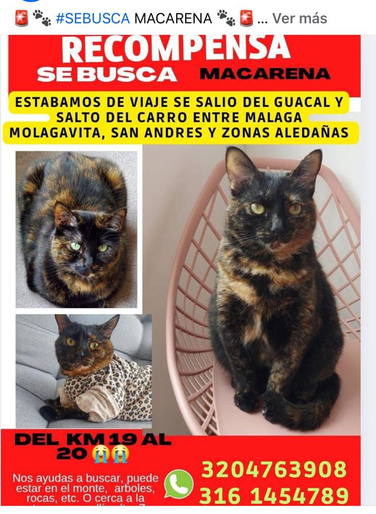 Nuestros campesinos Santandereanos han mostrado solidaridad, nos han ayudado a buscarla, a entregar volantes, nos han dejado adentrarnos en sus tierras. Es increíble el amor Recibimos mucho mas de lo esperado 🆘️De uds solo pedimos un rt por favor 🙏 quedamos agradecidos.