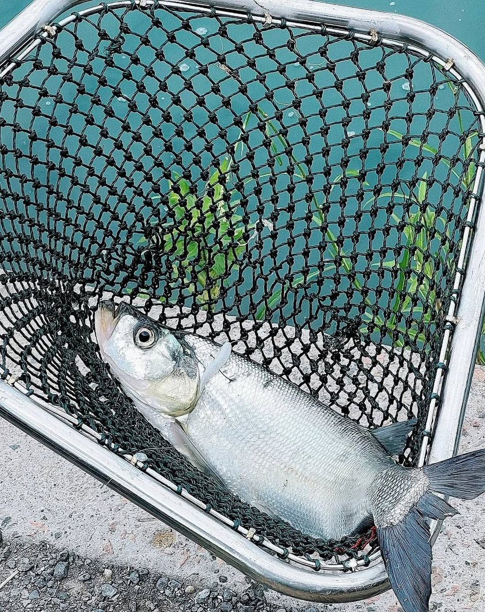 少なくとも今日は手ぶらでは帰らないぞ！#釣り