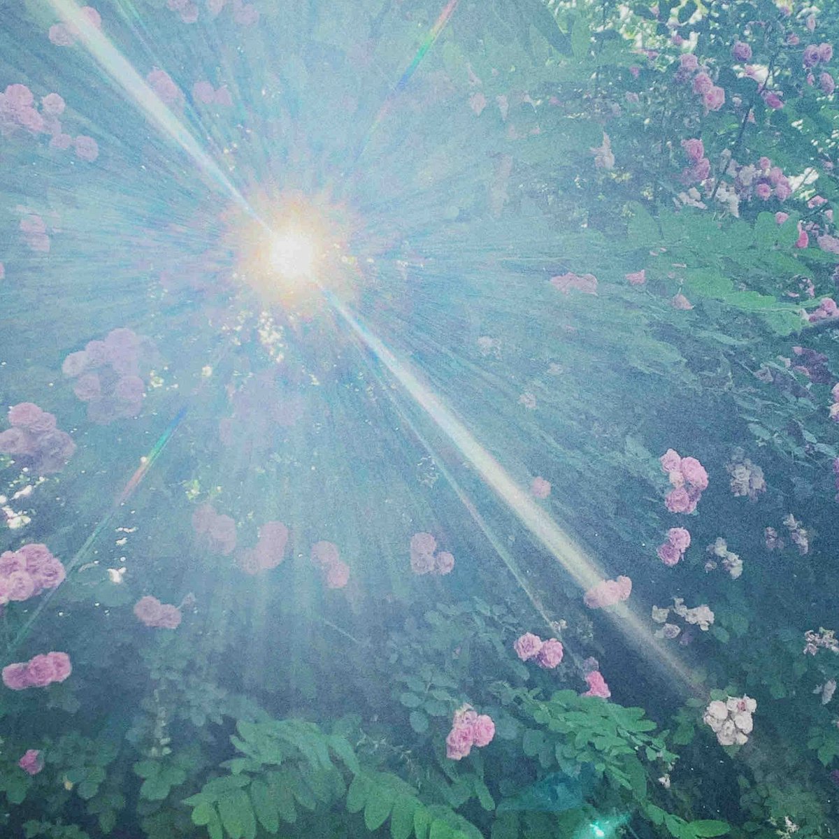 シンプルな時間を楽しむ。争わず、静かに、自由に。🌷
