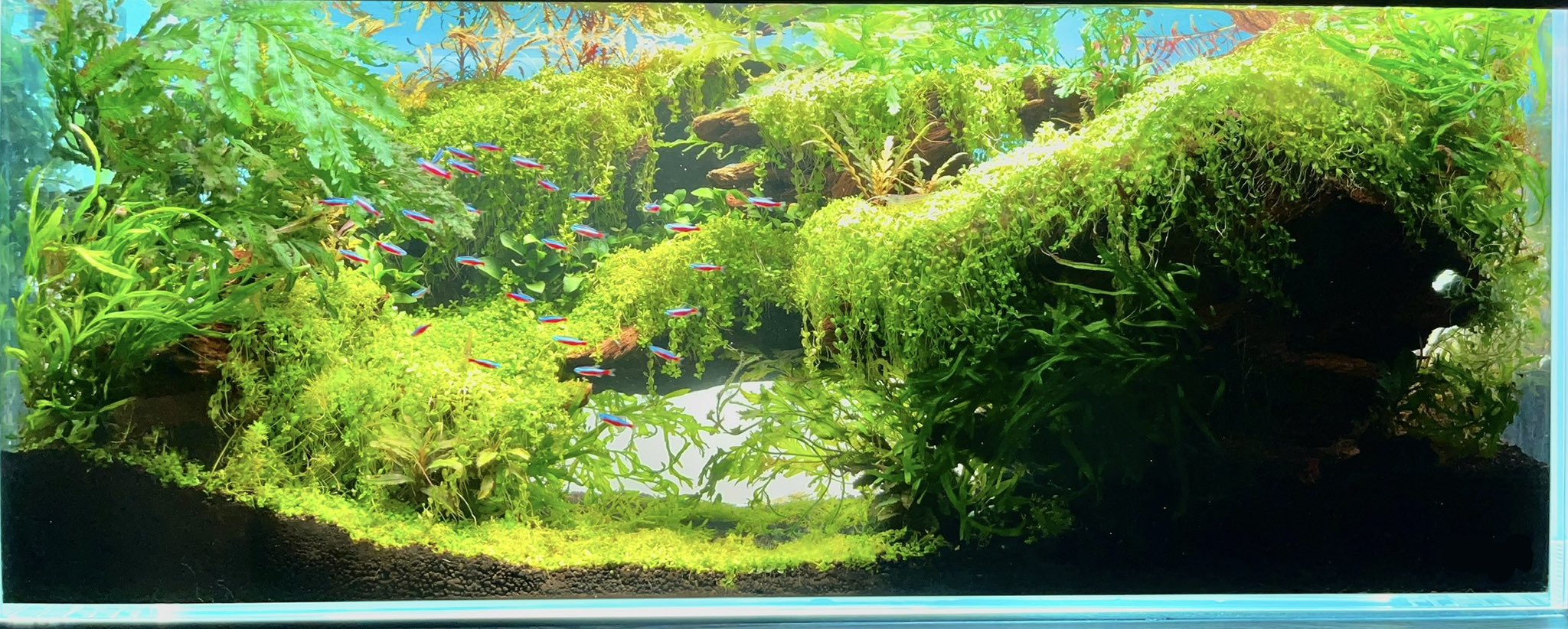 【受注生産】アクアリウム テトラ 静かな金魚飼育セット SF-17GF｜観賞魚・水生生物関連