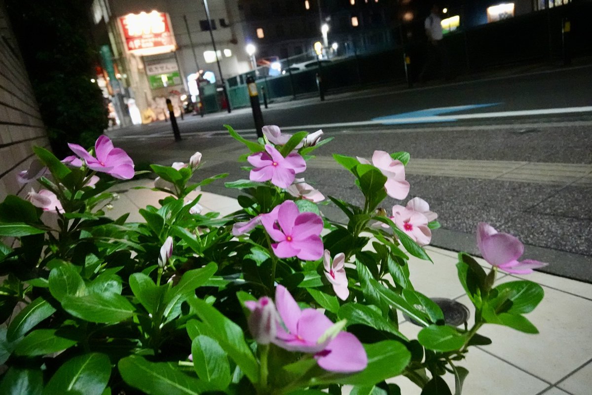 art_fan_tokyo's tweet photo. 撮れ高はすごい。よく写っている。
でも、撮りたかったものか?
というと微妙でもある。
#コンデジ #photo_jpn #rx02 #sonyrx02 #毎スナ #photo_sendai #出張紀行 https://t.co/MaD4kBB9fI