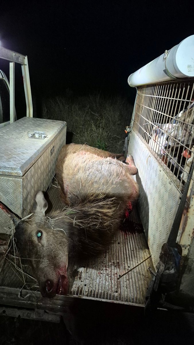 CanePigQLD's tweet photo. Dinner sorted and some small goods to come bloody oath fat young red spiker put to good use. #canepigqueensland #bloodyoath https://t.co/HFfIlwsaWK