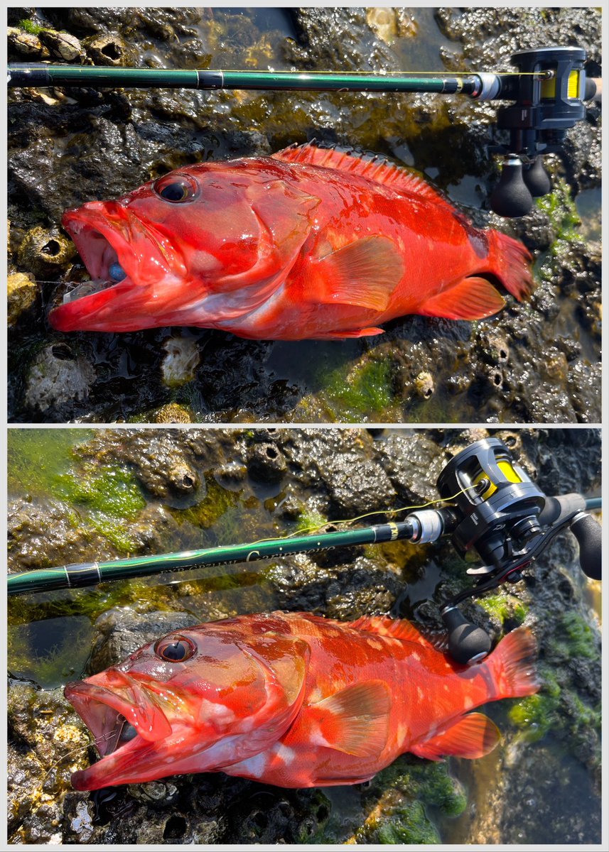 チキュー tweet media