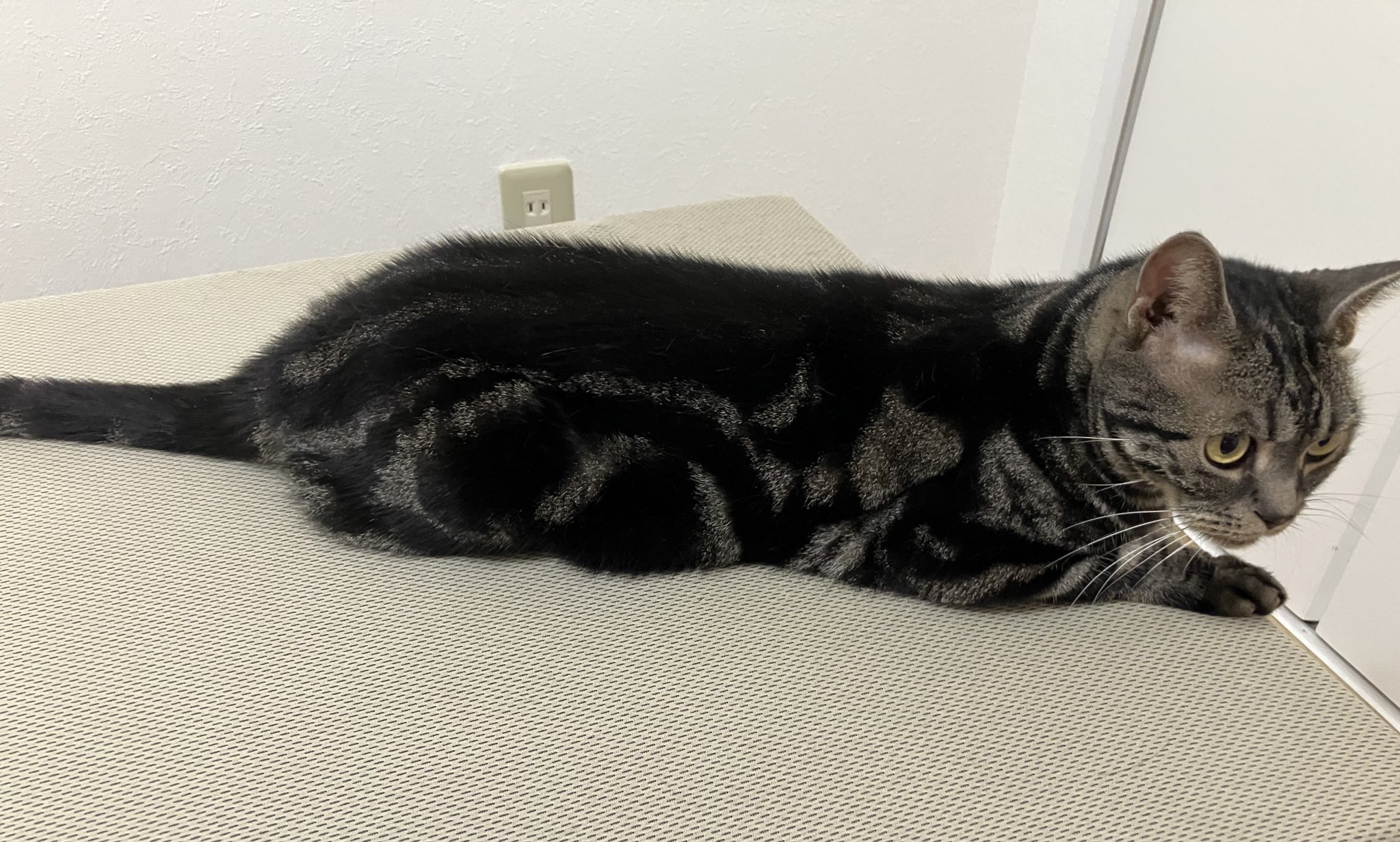 屋形💥ほぼ猫垢 on X: 
