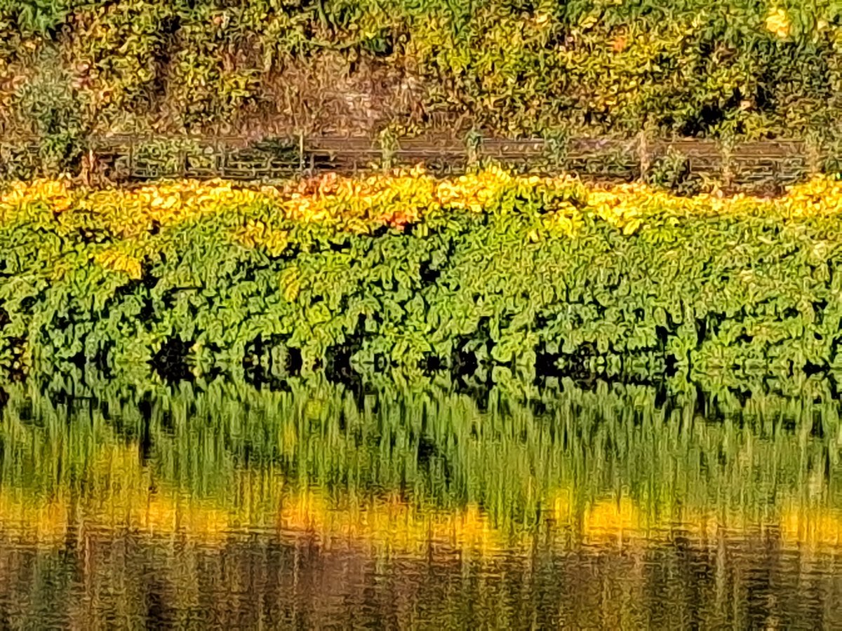 Hailey Park to Castell Coch walk 🚶‍♂️ no.372 completed