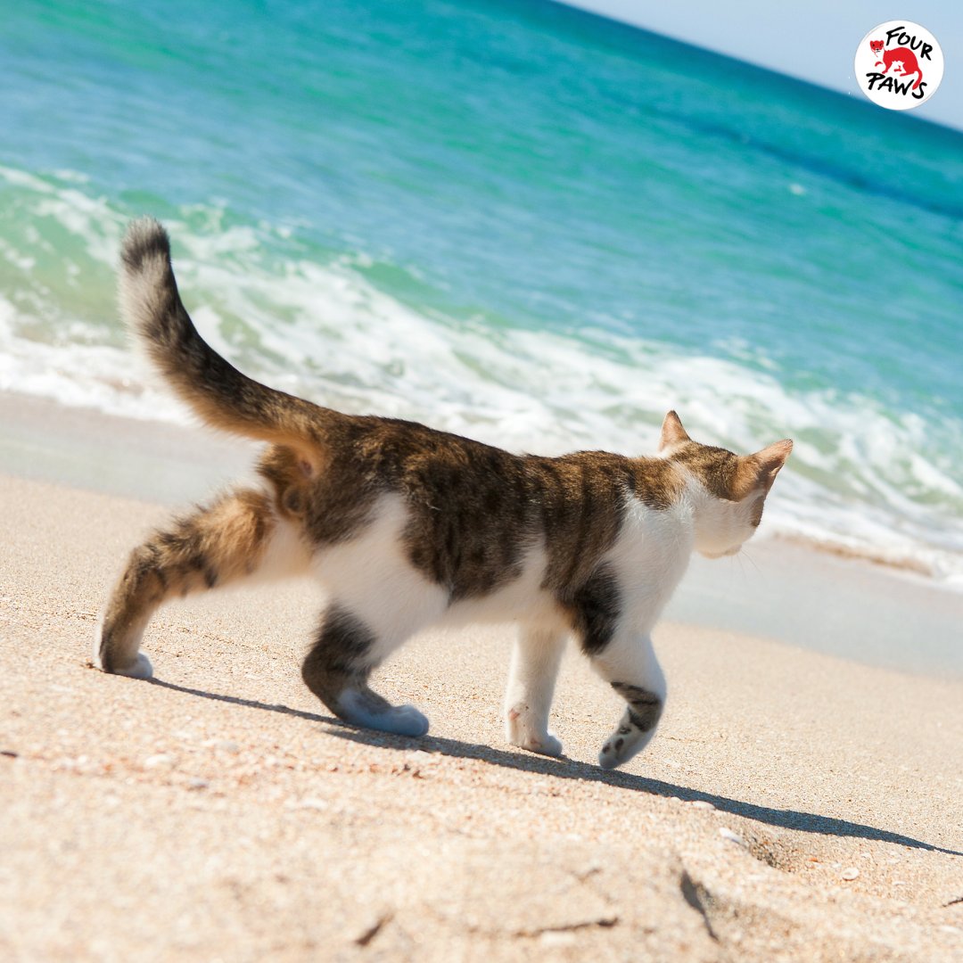 FOUR PAWS South Africa (@fourpawsza) on Twitter photo Spring’s here! Keep your pets safe & happy: 
🌸 Avoid toxic plants (lilies, azaleas) 
🐝 Watch for bees & allergies 
☣️ Skip lawn chemicals
Beach days? 🏖️ Fresh water, shade, rinse off sand & salt, and never leave pets in hot cars! 🐾 
 
#Spring #PetCare #FOURPAWSZA Spring’s here! Keep your pets safe & happy: 
🌸 Avoid toxic plants (lilies, azaleas) 
🐝 Watch for bees & allergies 
☣️ Skip lawn chemicals
Beach days? 🏖️ Fresh water, shade, rinse off sand & salt, and never leave pets in hot cars! 🐾 
 
#Spring #PetCare #FOURPAWSZA
