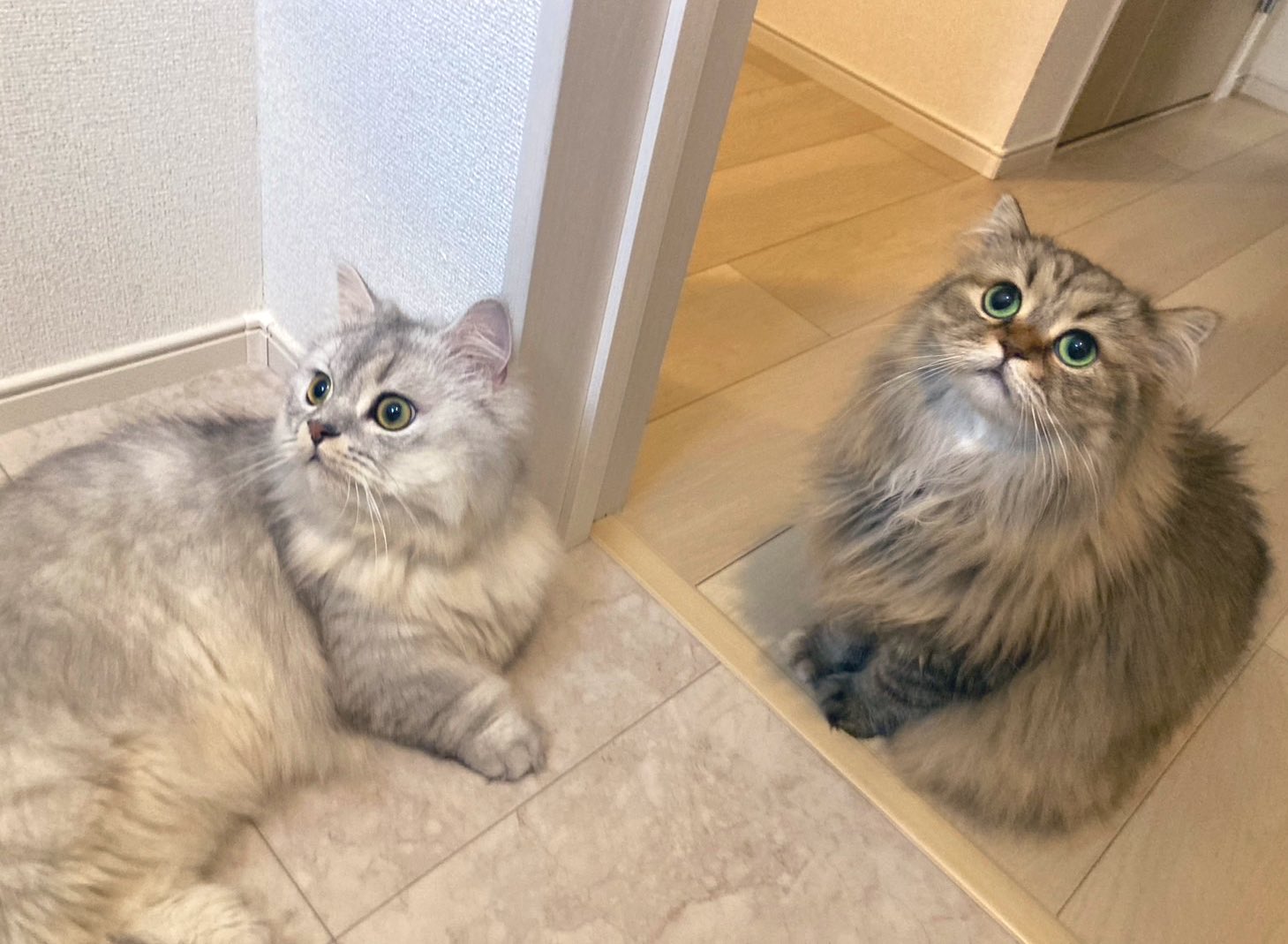ねこ おこげ🐾サイベリアン on X: 