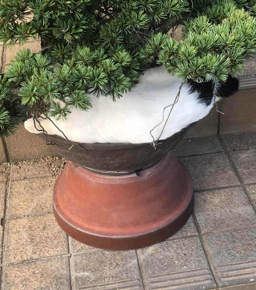 Yusuie ao / Fendoap tweet media