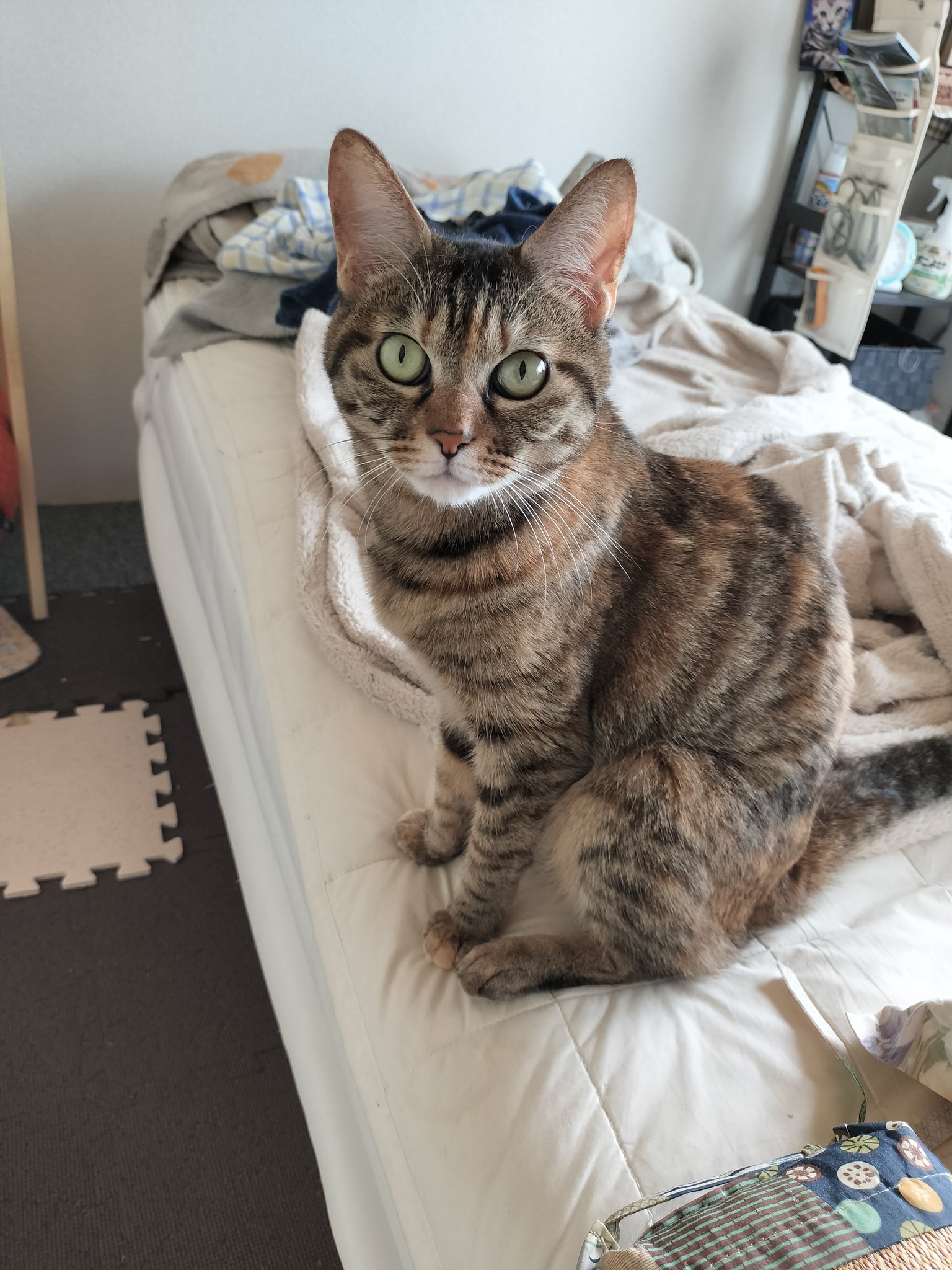「サビ猫」ポジャギ　けいとたまちゃんです！！！ サビ猫」ポジャギ けいとたまちゃんです！！！ サビ猫たまちゃん