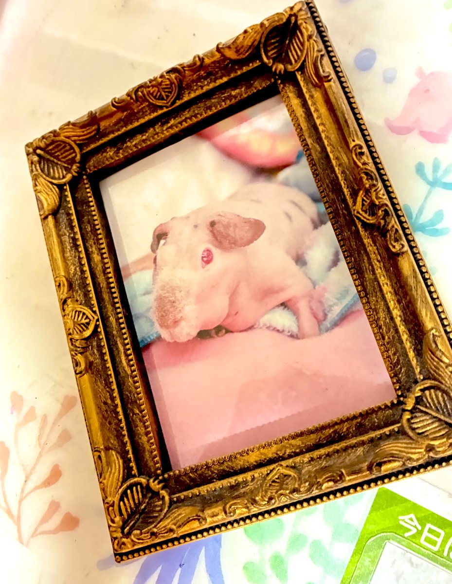 お盆辺りに遺影もわりと最新の物にしました🐖✨
今までハーピーの遺影よりも若いベビーの写真だったので💦