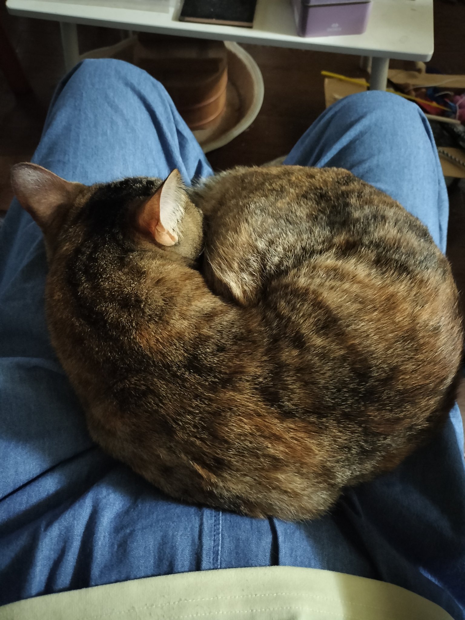 「サビ猫」ポジャギ　けいとたまちゃんです！！！ サビ猫」ポジャギ けいとたまちゃんです！！！ サビ猫たまちゃん