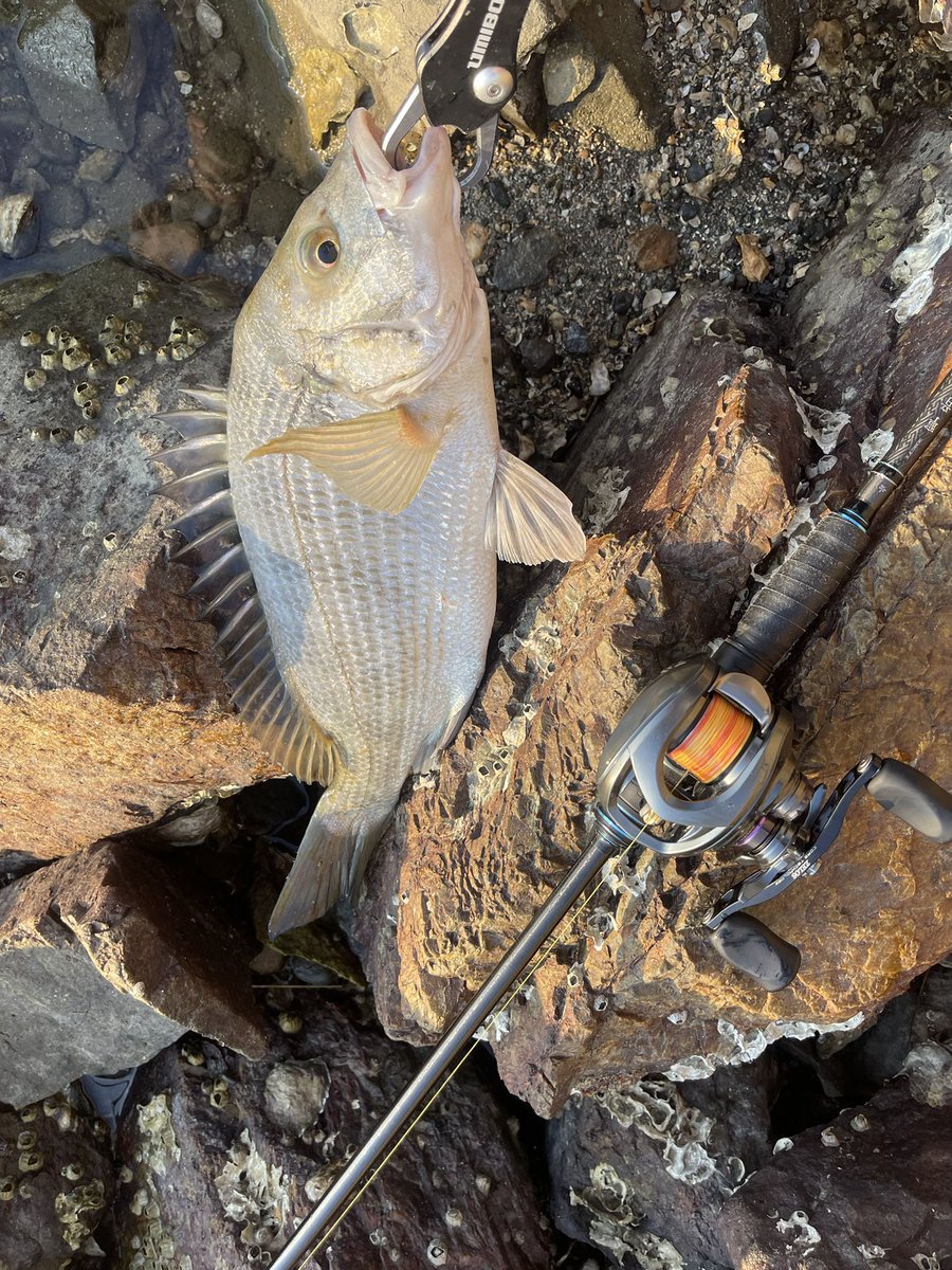 刺身で食べれないから普段来ないポイントで3匹。

なんかパッとしない😅
#チニング
#浜名湖
#触角フック
#寧音