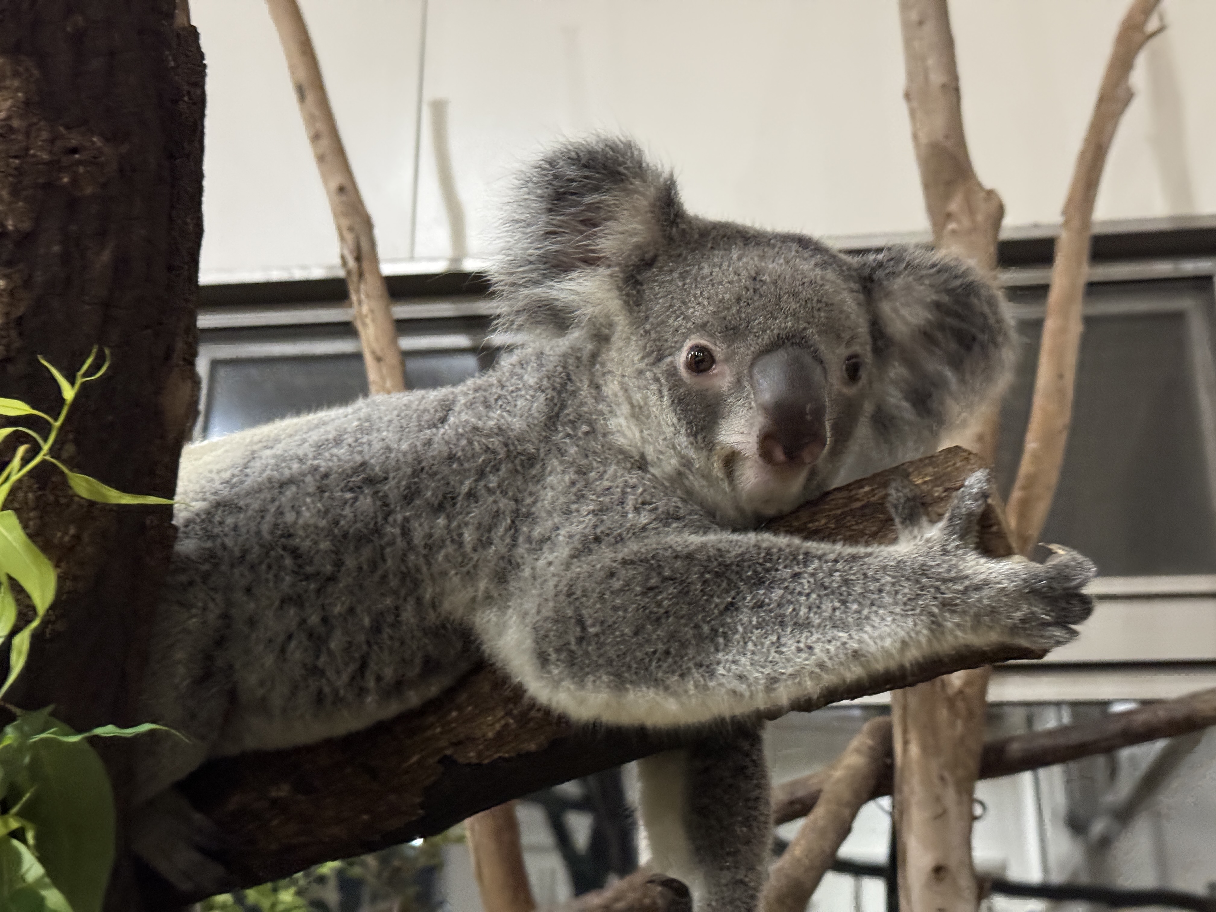 最新小動物外科1から4 最新小動物外科1から4 2025年最新】小動物外科の人気アイテム