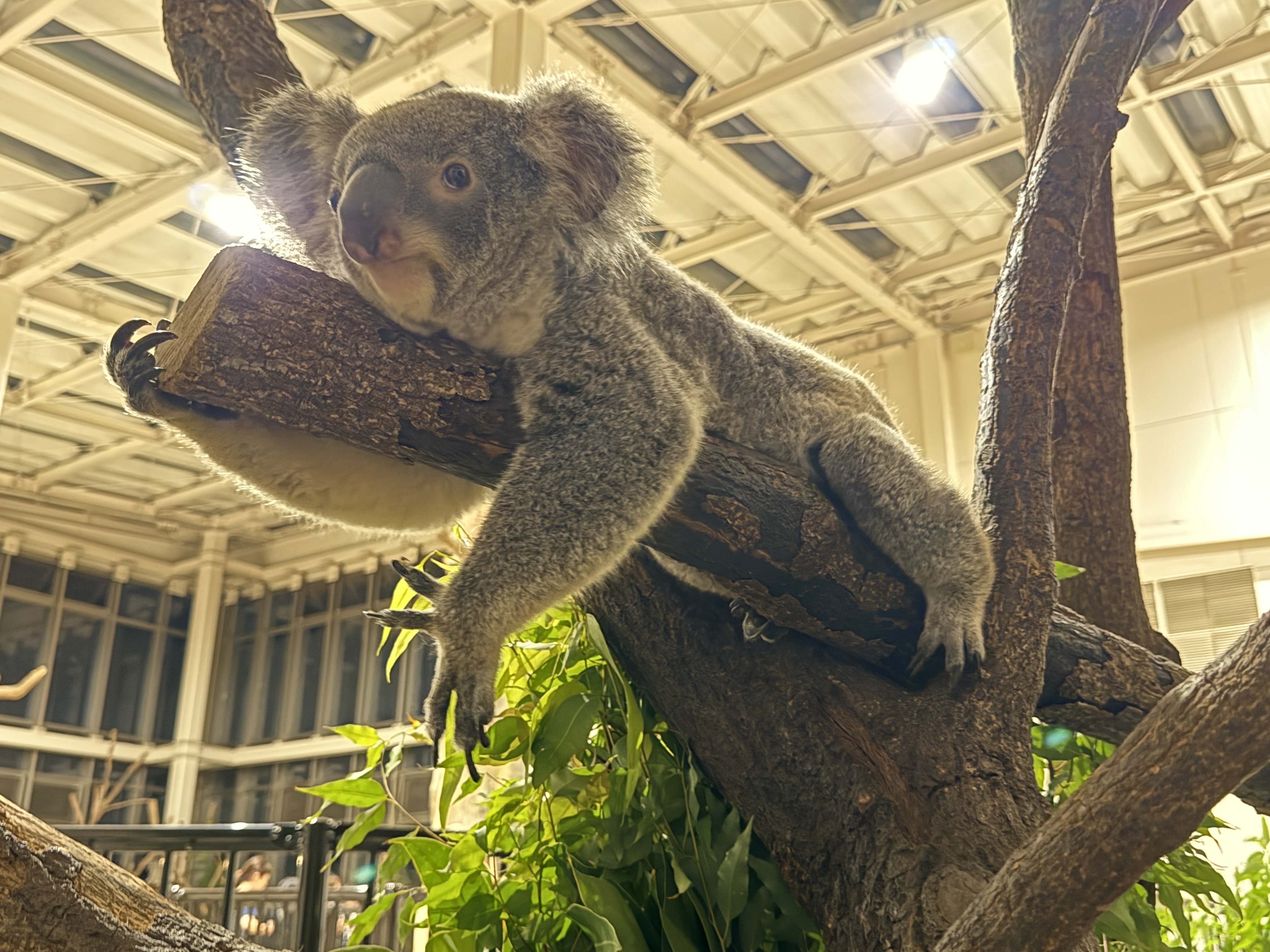 鹿児島市平川動物公園 on X: 