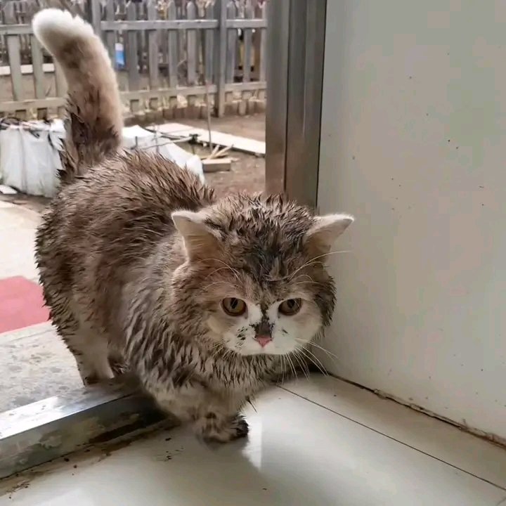 nocontextscats's tweet photo. "hooman im home" 😗 https://t.co/a395AnQrbm