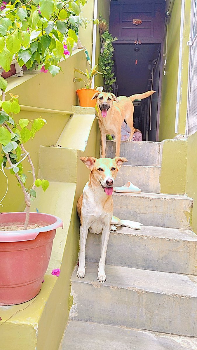 SophieSharma16's tweet image. हमारे भारत की शान देसी श्वान! 
हजारों सालों से यह डॉग्स हमारे साथ हैं। जंगल के साथ छेड़छाड़ करने के साथ अब यह जीवो के साथ अत्याचार कर रहे हैं।
#SaveIndianDogs #nodognovote #SaveDelhiNCRDogs #nodogsnovote