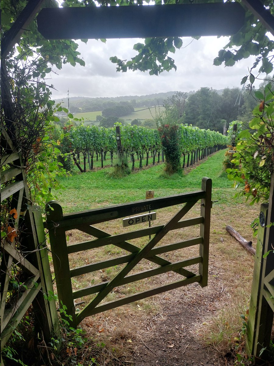 Sunday August 31 Wildwood vinyard is open 10-4. Bosh