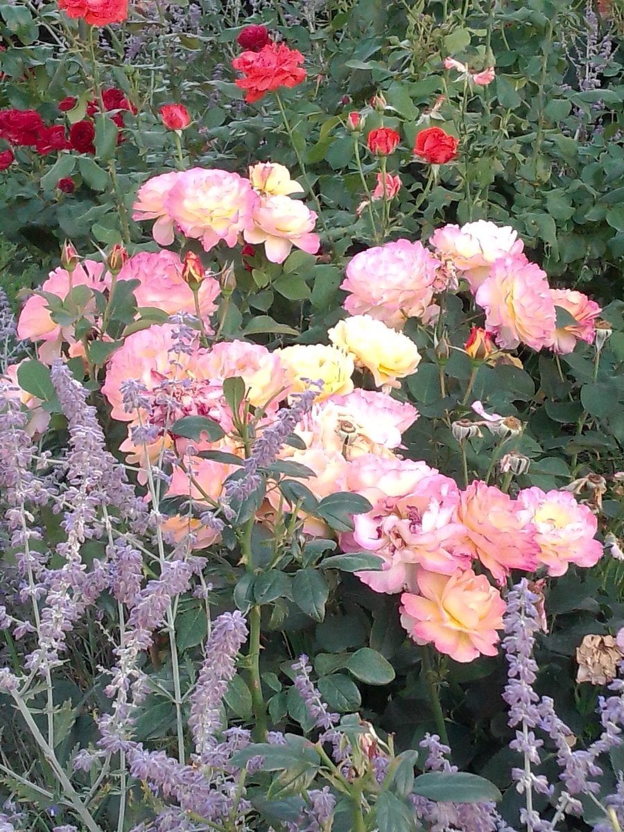 Вчора гарно прогулялися з дівчатами. Такий вечір тихий і теплий був. Занедбана колись територія між Райдужним і Троєю зараз справжня оаза 💚❤️🩷