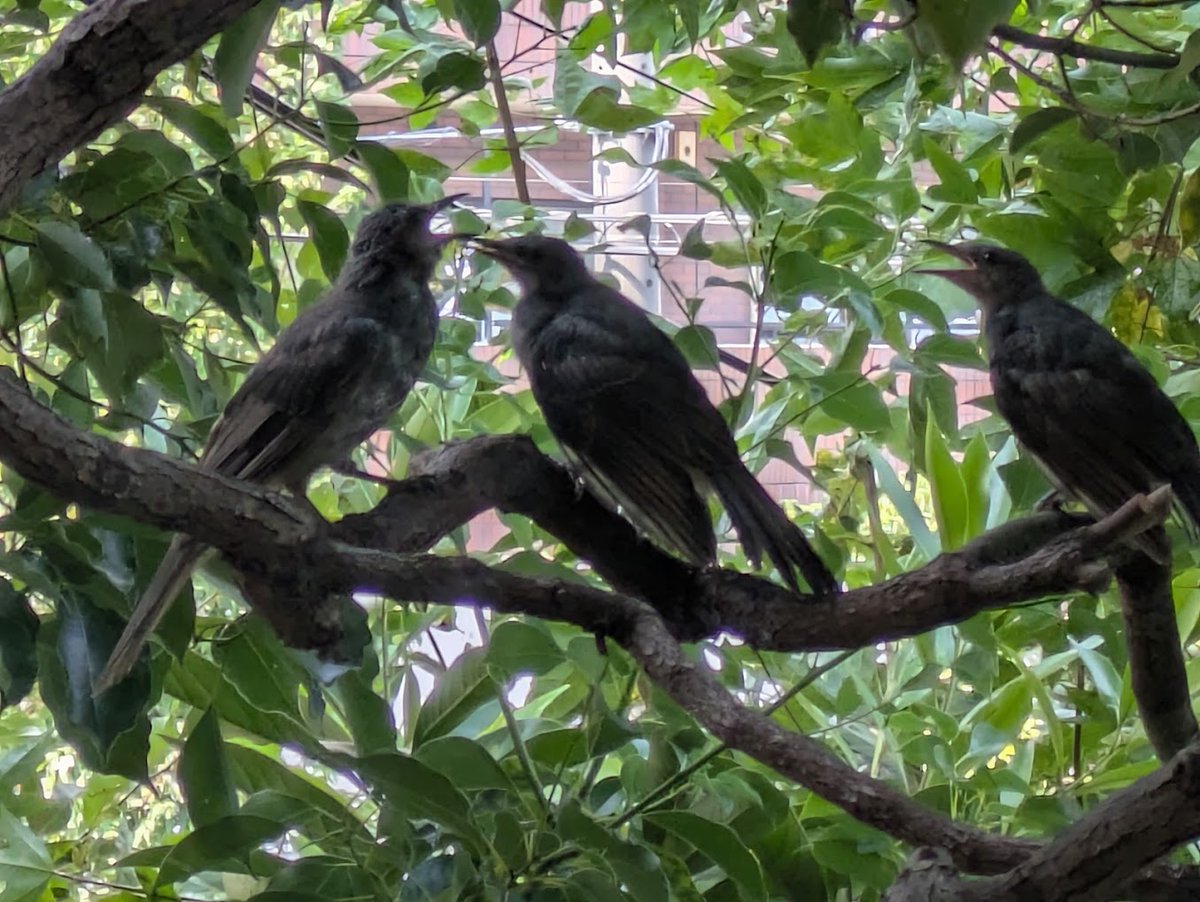 notan55's tweet photo. ベランダに出たら鳥、鳥の名前は解らない。 https://t.co/jZKDruFERf