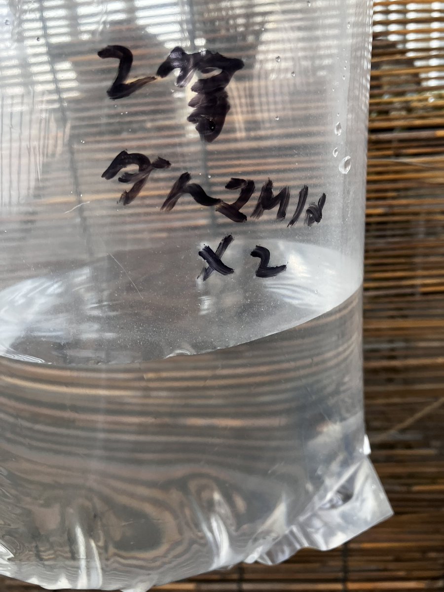 あやるさん（<a href="/nano_kujira/">あやる@次は冬コミ</a> ）でマッコウクジラのピンバッジとキジバトさんのヘアピンを購入
メダカくじでは2等のダルマさん当たりました

宮城鉄魚倶楽部さんは色々会長さんに教えて頂き特に富嶽ちゃん♀褒めて頂き嬉しかったです、勉強になりました

皆さんありがとうございました！