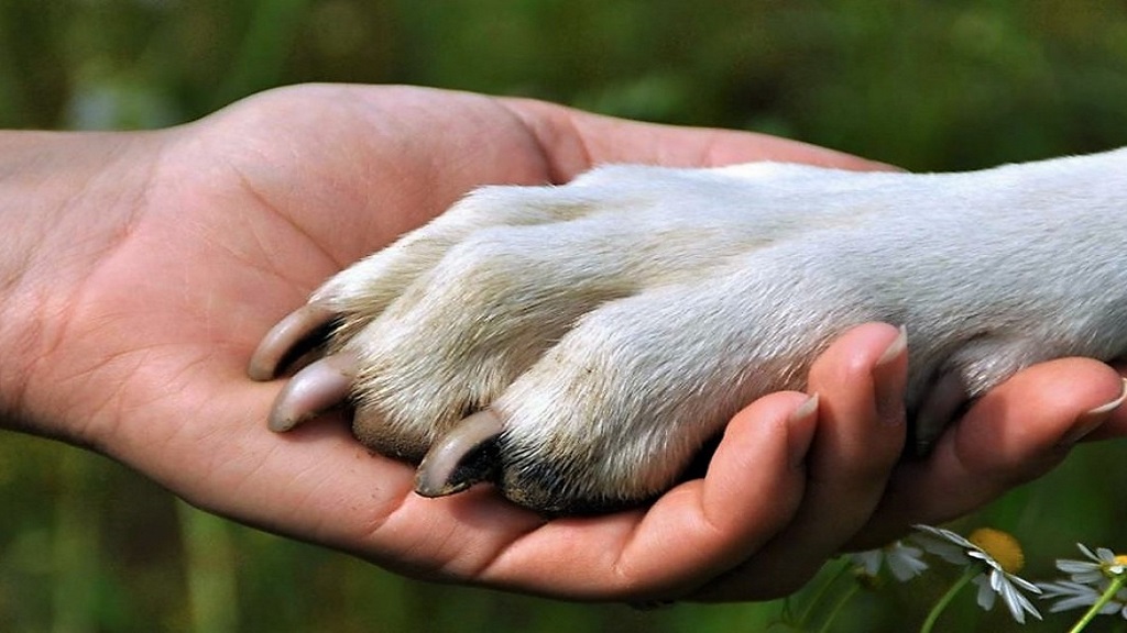El poder de sanación de los animales🦮😺🐴

🎙️Nos lo explica Nuria Máximo, doctora en Antrozoología por la Universidad Rey Juan Carlos

🗣️Con <a href="/AnaCarvajalMore/">Ana Carvajal Moreno</a> <a href="/mariloseco/">Mariló Seco</a> en <a href="/CanalSurRadio/">Canal Sur Radio</a> 📻

👉 canalsur.es/multimedia.htm…👈