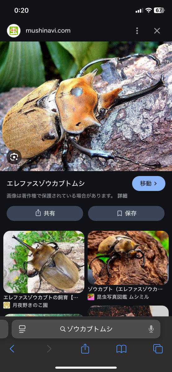 model763's tweet image. 展示会にて^_^

塗装については
エレファスゾウカブドがモチーフ