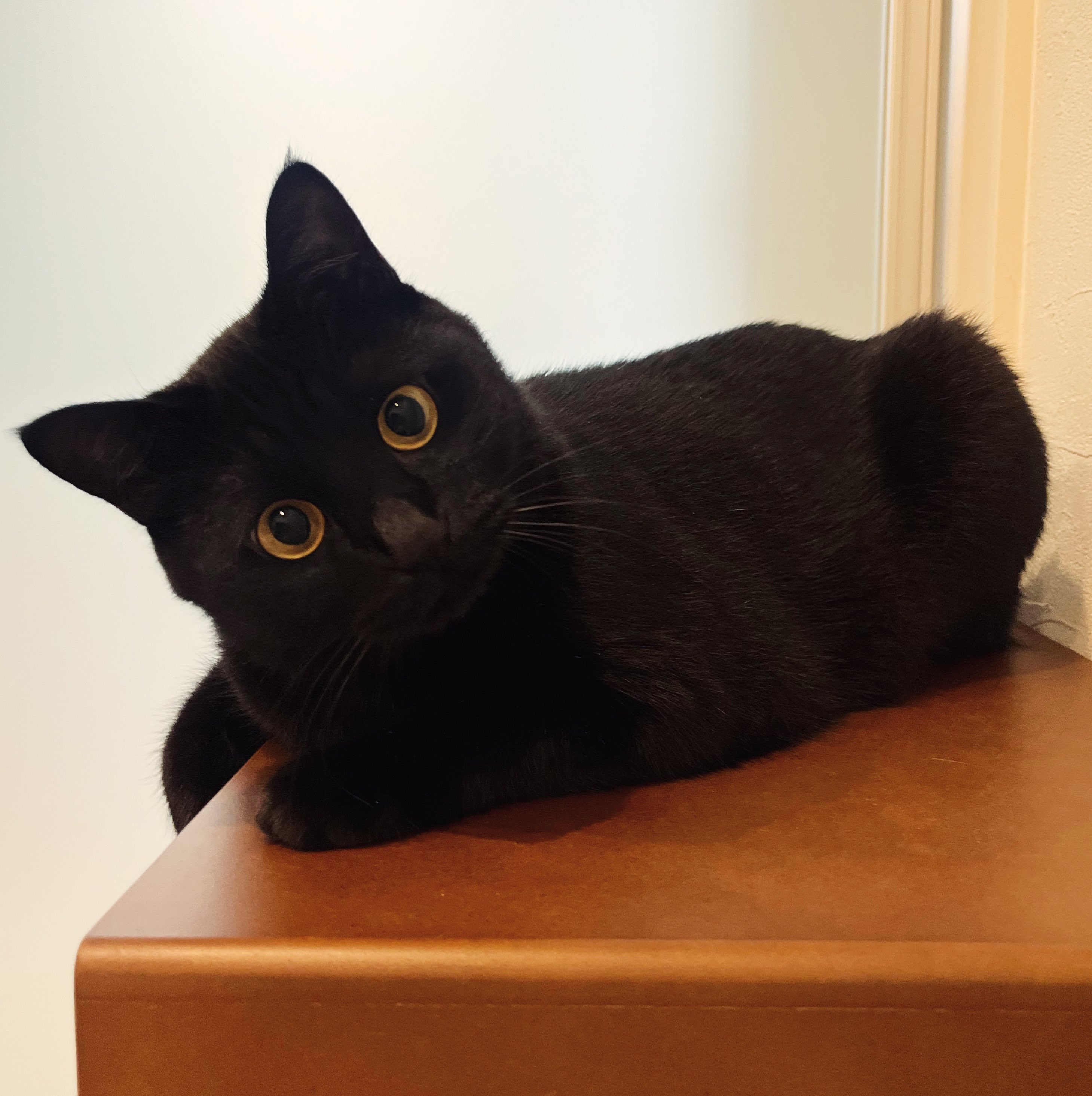 ‪❤︎︎ねこ❤︎︎ 猫音がいる on X: 