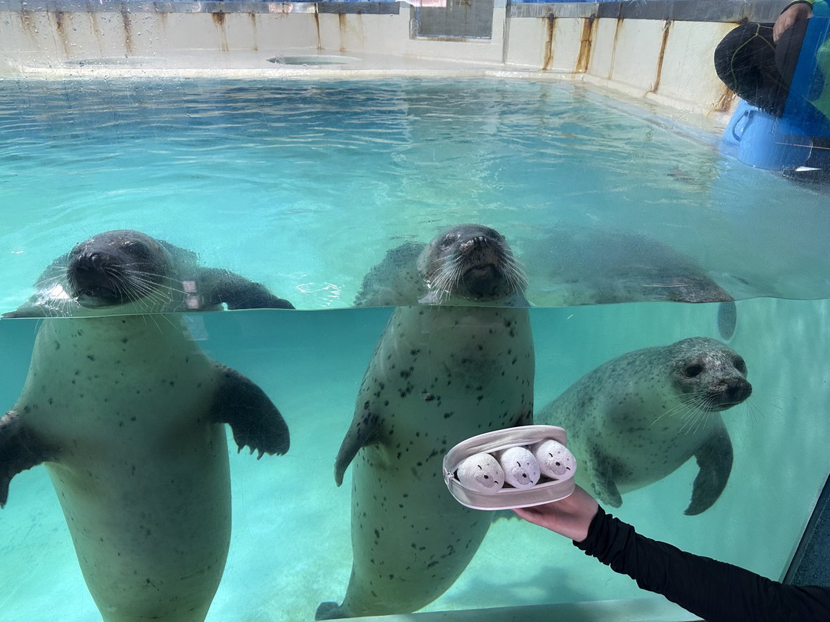 下田の女子チームと写真撮ってもらったで❣️
みんなべっぴんさんやな( `ω ´ )( `ω ´ )( `ω ´ )♡
#下田海中水族館 #サクラコ #コハル #モモ
#せやねん #そやねん #どやねん