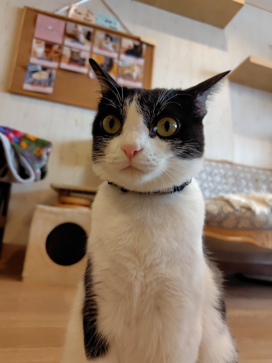 tango29574259's tweet photo. 本日、まだ本日のご予約承れます！
お電話お待ちしております！
☏0757489139 https://t.co/skJP0VZj1T