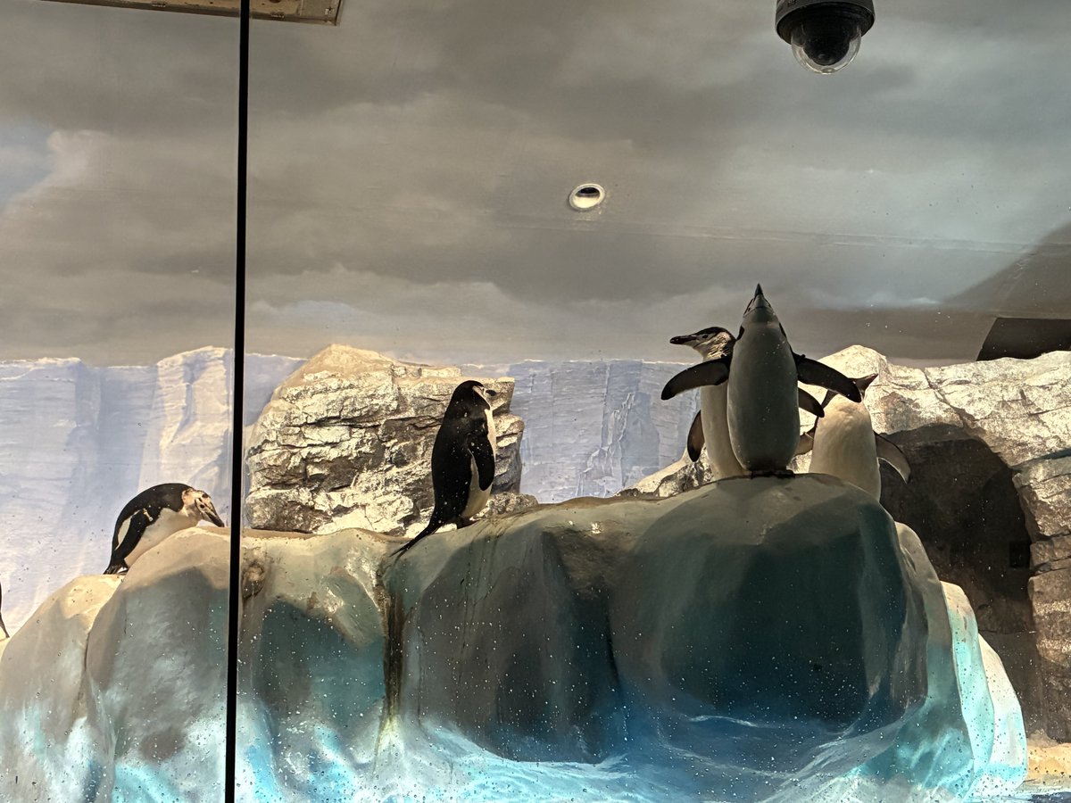 yytn0's tweet photo. クラゲとペンギンかわいかった🐧 https://t.co/dooa1rz3D6