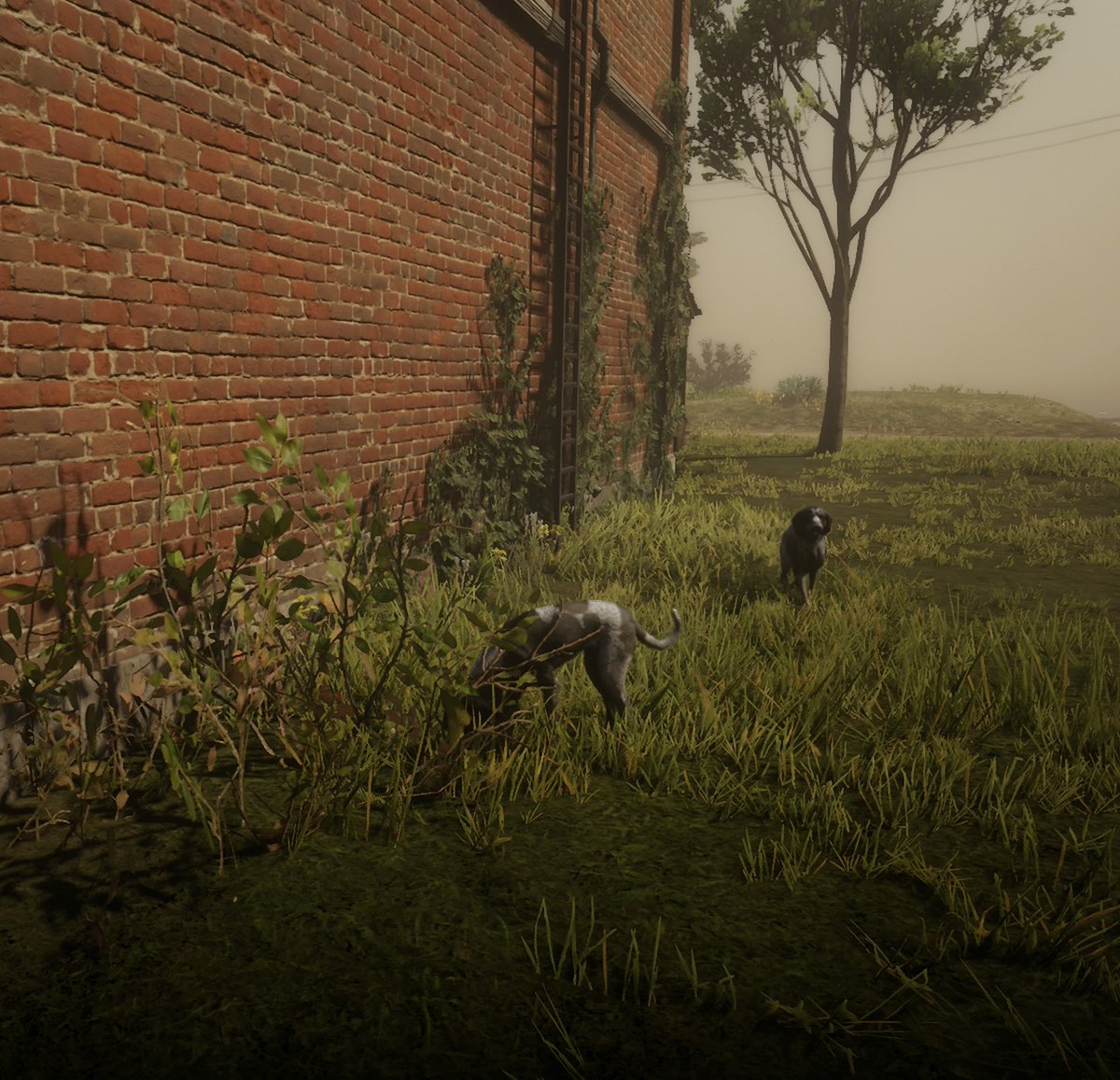 MRTC2022's tweet photo. #SaveRedDeadOnline

Two Dogs https://t.co/Pi0n2ZLefl