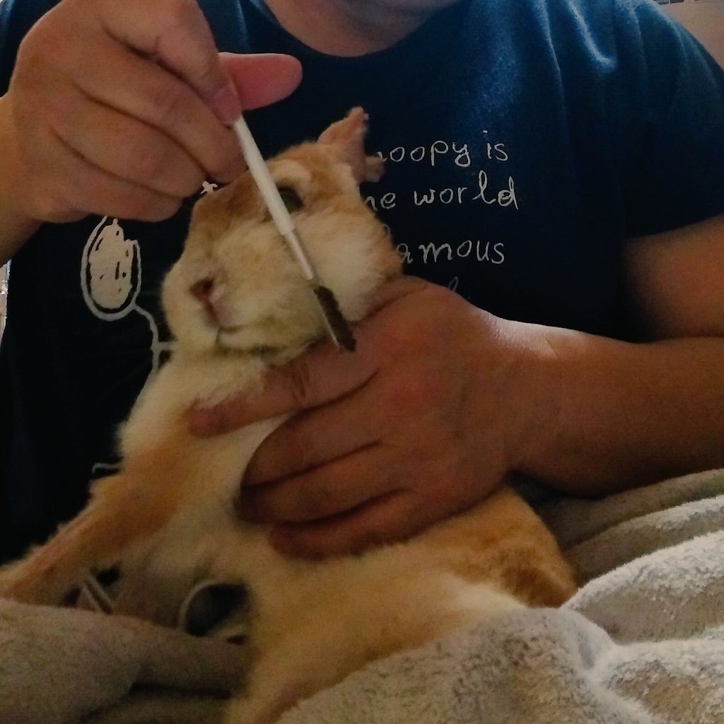 以前、口周りのケアについてご質問を受けました。
お世話しながらの自撮りが下手ですみません💦

1,流動食の後、ウェットティッシュで口周りを拭く
2,乾いたタオルで水分を拭き取る
3,ペット用ドライヤーでよく乾かす(←大事💡)
4,眉ブラシの櫛で毛並みを整える(←キレイになる✨)

#うさぎの介護