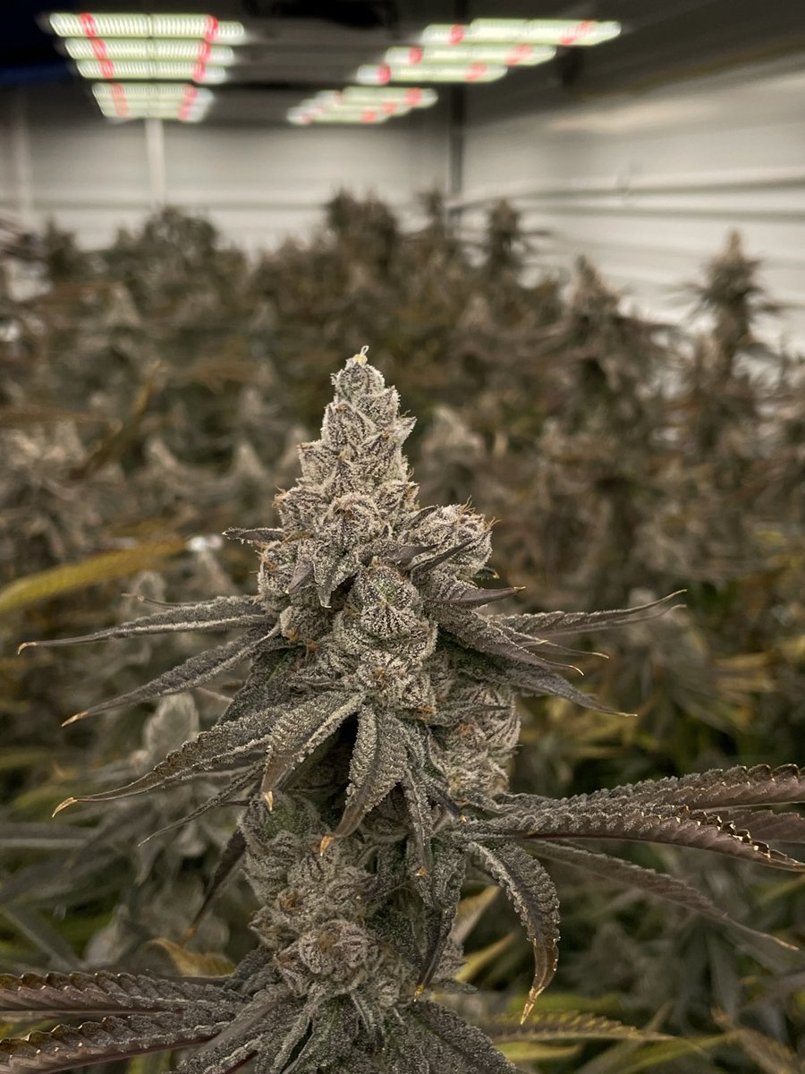 SpringFed_Farms's tweet image. Red River Runtz