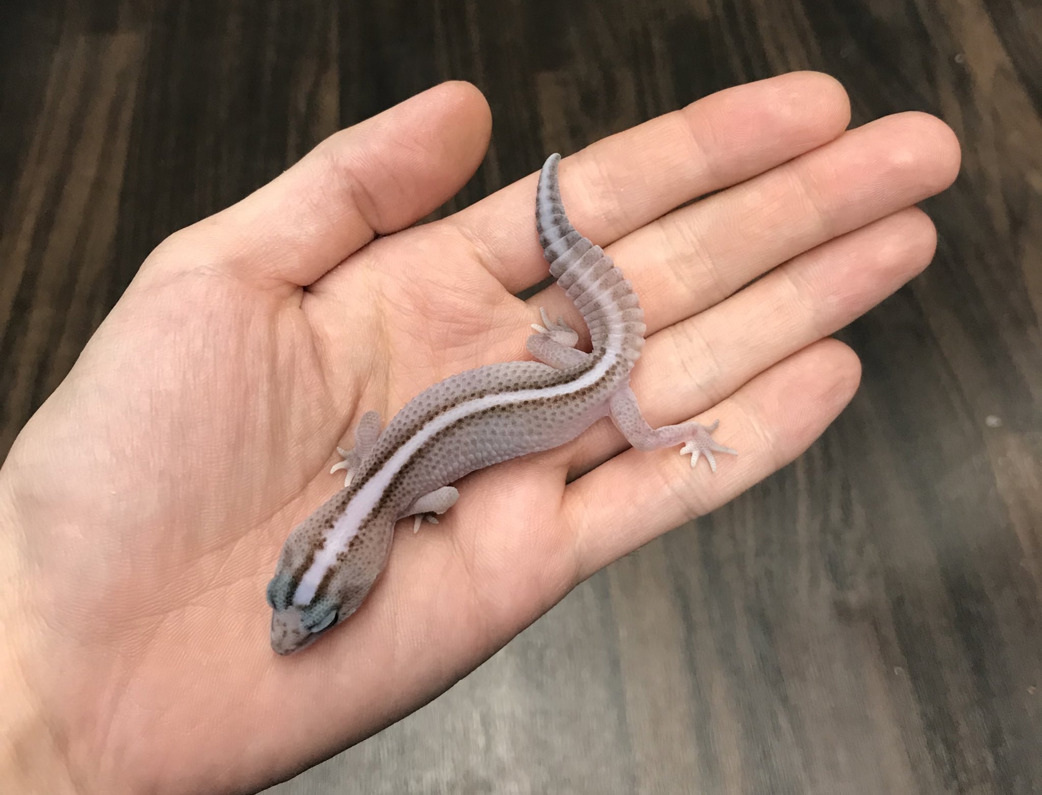 ゆきんこ 爬虫類リクエスト品 ゆきんこ 爬虫類リクエスト品 昴～@爬虫類🐍🦎 (@wanted_to_pet) / X