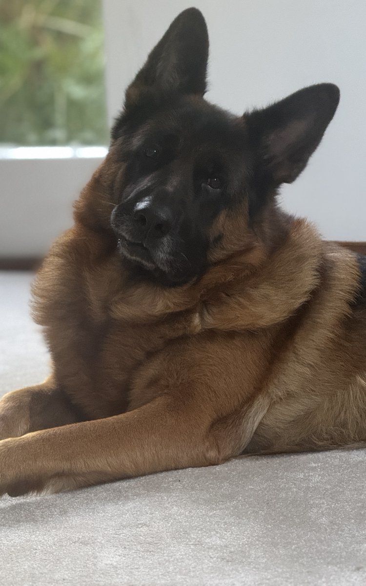 Joanna Cannon tweet media