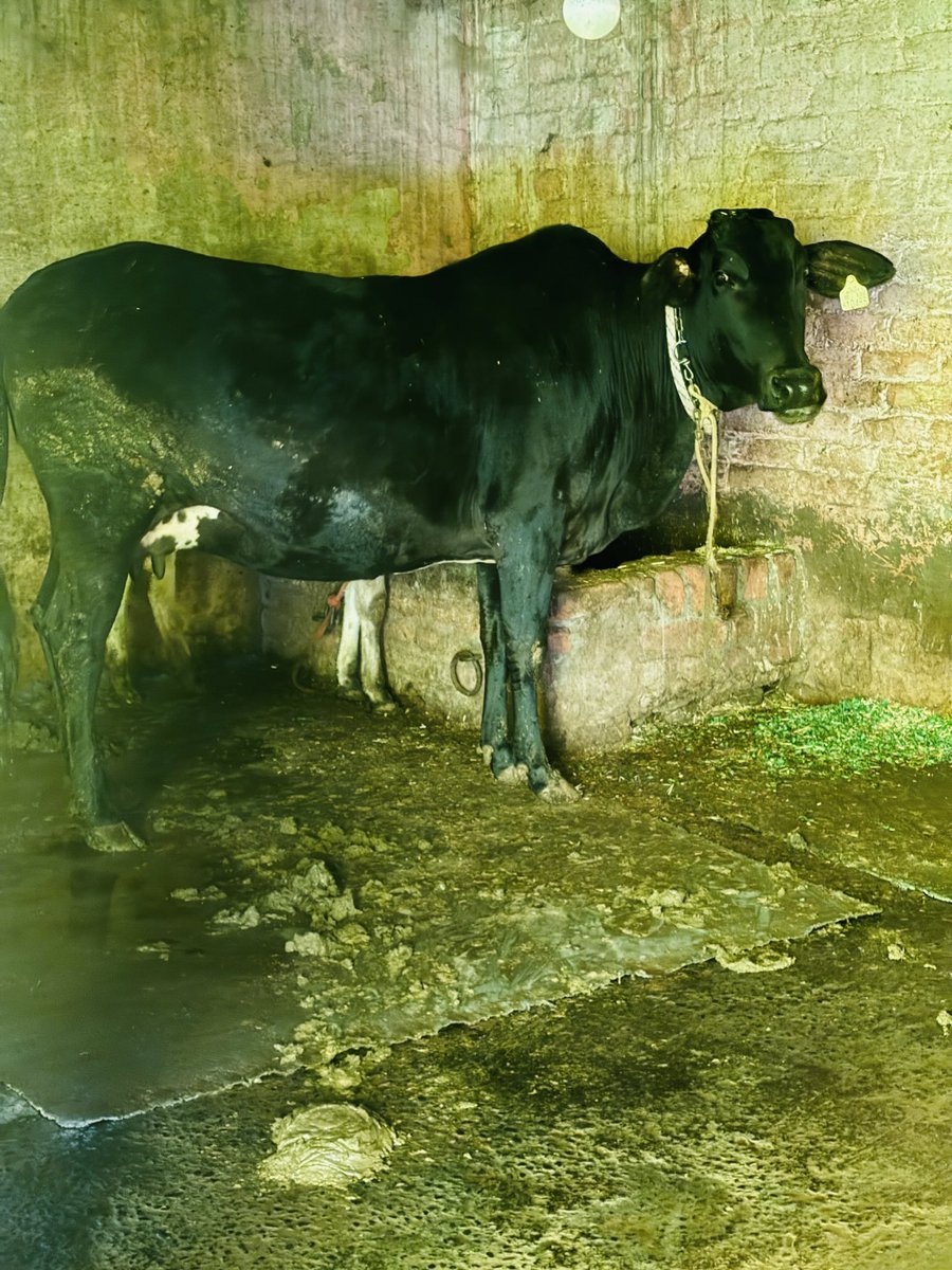 🕉️ गौ माता सिर्फ पशु नहीं, संस्कृति हैं।

🌾 दूध देती है,
🧴 दवा देती है,
🚜 खेतों को उर्वरक देती है,
🙏 और हमें आशीर्वाद देती है।

जहाँ गाय का सम्मान है, वहाँ समृद्धि अपने आप आती है। 🐄✨ किस किस के घर में गौ माता है?

#GauMata #Sanatan