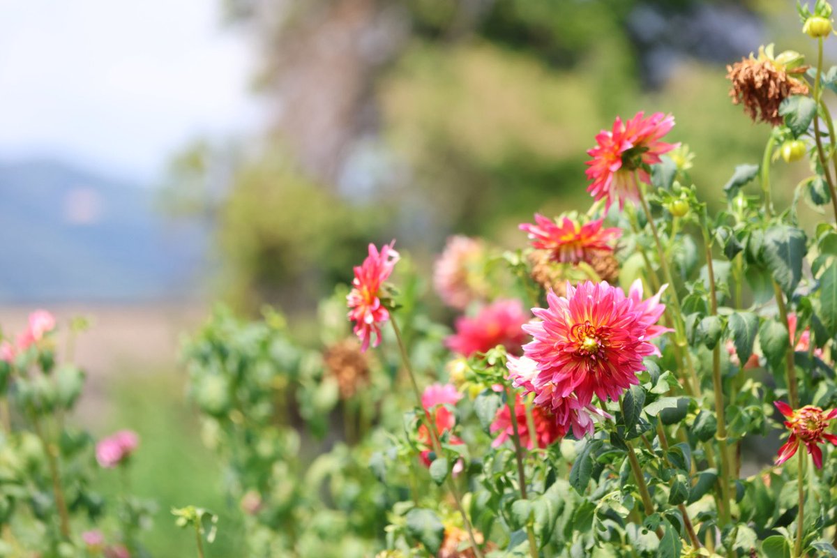 こんにちは😃🌤️
午前中にちょっと♪福島市 
佐藤梨園のダリア園へ①🌸🚙➰
ダリアはまだ早かったよう💦見頃はまだまだ先みたい😆早すぎた💧

咲いてた小振りなダリアを📸💕
#福島市佐藤梨園 #ダリア園 
#花風景 #空ネット #シェア天