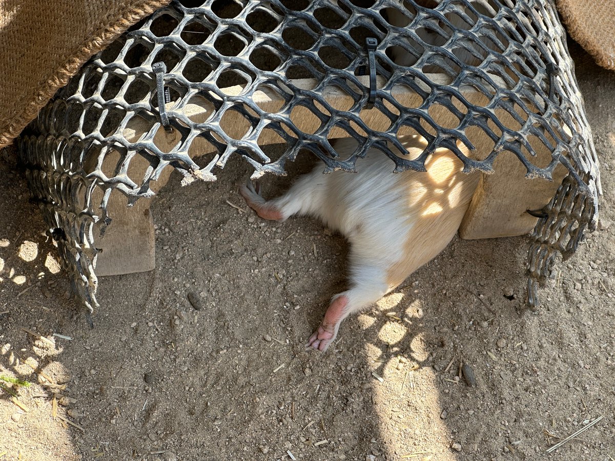 この時期は足の裏を出して寝ていることがよくあります

#ZOO
#テンジクネズミ